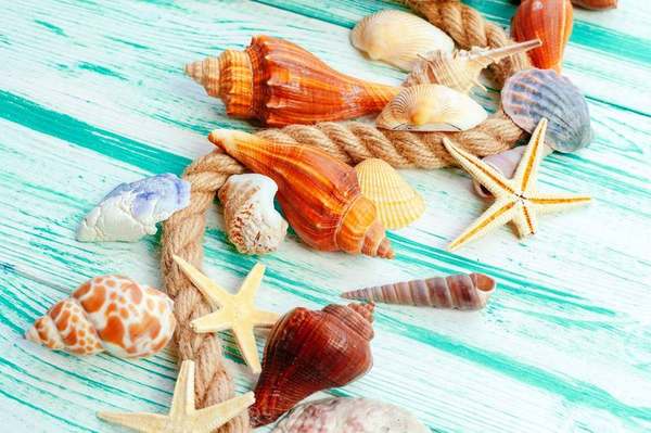Velas y Jabones Artesanales Marinos: Tu Taller DIY con Conchas