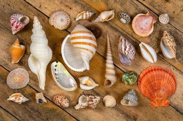 Conchas Marinas y Arena: El Arte Sostenible y Ecológico