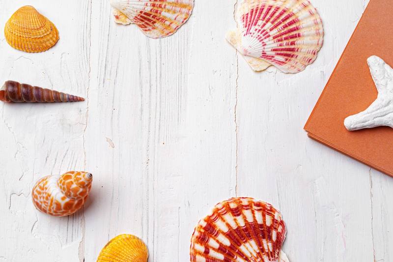 Cuaderno decorado con conchas