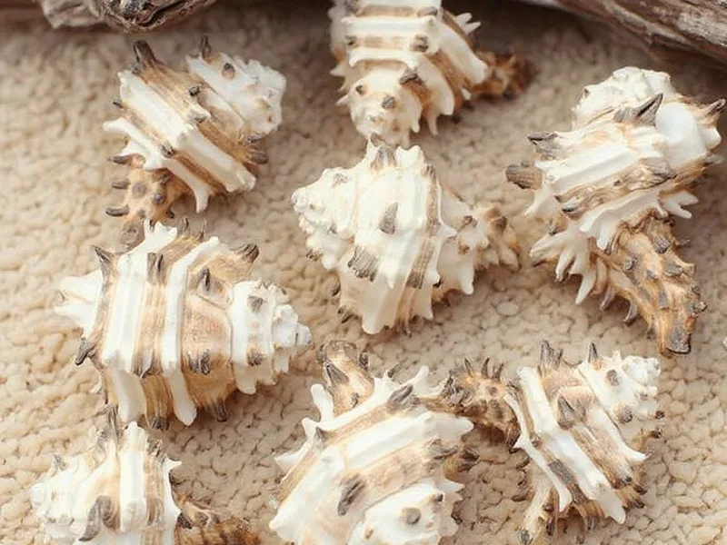 Caracolas marinas Murex Endivia 1 kg - Descubre la autenticidad y versatilidad de tus Murex Endivia