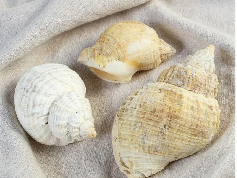 Caracolas atlantic - Caracolas Atlantic: La Esencia Natural para tu Decoración Costera Moderna
