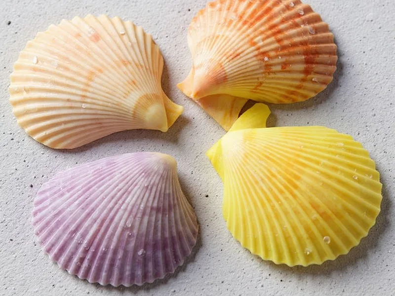 Conchas marinas pecten nobilis 1 kg - Conchas Pecten Nobilis: Autenticidad y estilo para tu decoración