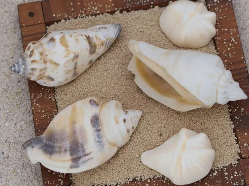 Caracolas marinas strombus urceus 1 kg - Crea Atmósferas Únicas: Tu Toque Marino con Caracolas Strombus Urceus