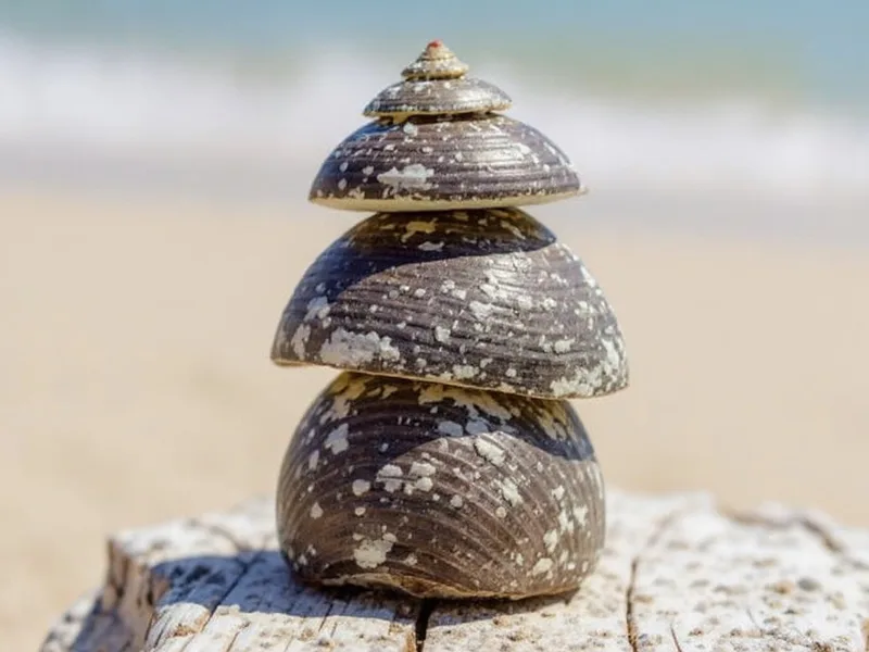 Caracolas marinas turbo petholatus 1 kg - Un Tesoro Natural: Conoce tus Caracolas Turbo Petholatus