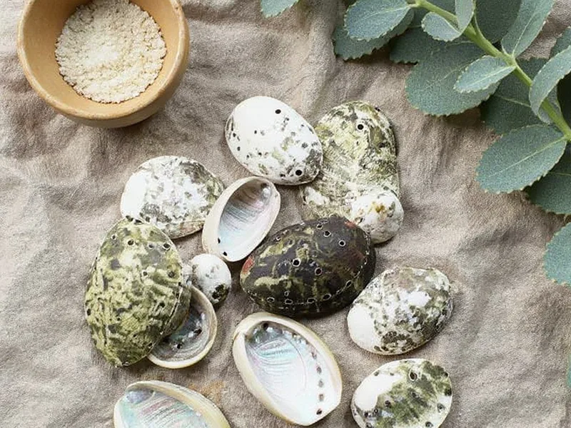 Conchas de mar haliotis pulcherina 1 kg - La Esencia de lo Natural: Conchas Haliotis Pulcherina para una Decoración Consciente