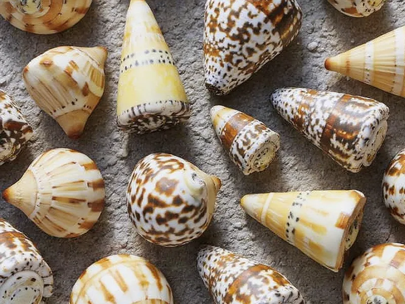 Caracolas marinas conus 1 kg - Caracolas Conus: La Esencia Natural para tu Decoración Costera Elevada