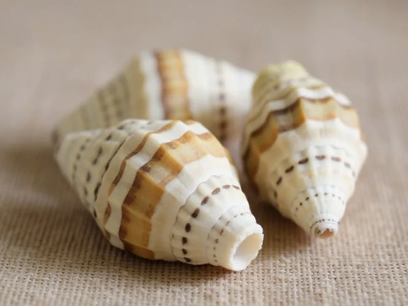 Caracolas mitra rugosa - Caracolas Mitra Rugosa: La Elección Experta para tu Decoración Marina