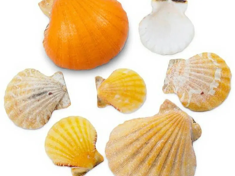 Conchas pecten vexillium orange 4-5 cm - Pecten Vexillium Orange: La Elección Experta para una Decoración Marina Atemporal