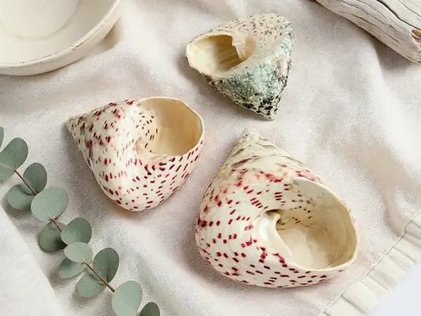 Caracolas Troca Strawberry sobre lino, con elementos de decoración costera moderna y sostenible.