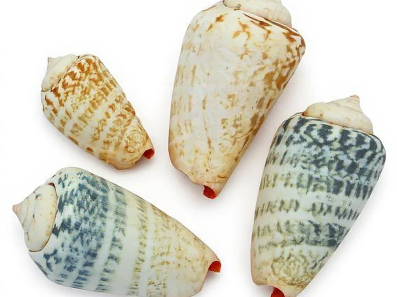 Caracolas marinas Strombus Luhuanus exhibiendo su interior naranja y línea negra sobre una superficie texturizada.