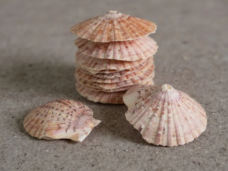 Conchas vieira planas naturales exhibiendo sus texturas en un diseño de interiorismo costero moderno.