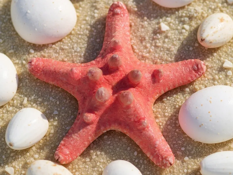 Detalle de estrellas de mar Horn rojas naturales con variaciones de tamaño y color para manualidades