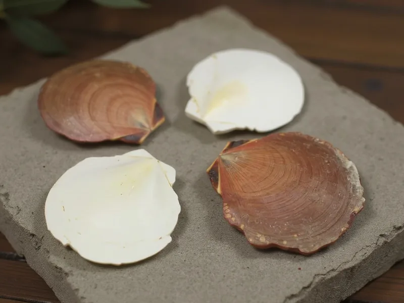 Detalle de conchas de mar sol y luna mostrando el contraste de color y texturas finas sobre un fondo de materiales naturales.