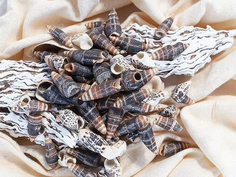 Caracolas nassa trivitata naturales mostrando sus variaciones y textura sobre madera a la deriva.