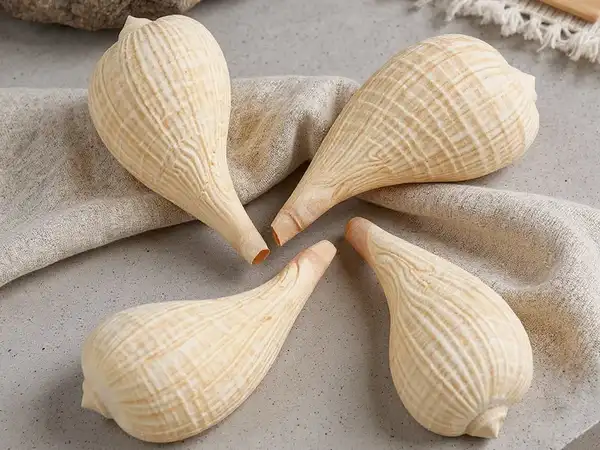 Caracola Fricus Gracilis sobre microcemento, destacando su textura natural y tonos cálidos para decoración costera.