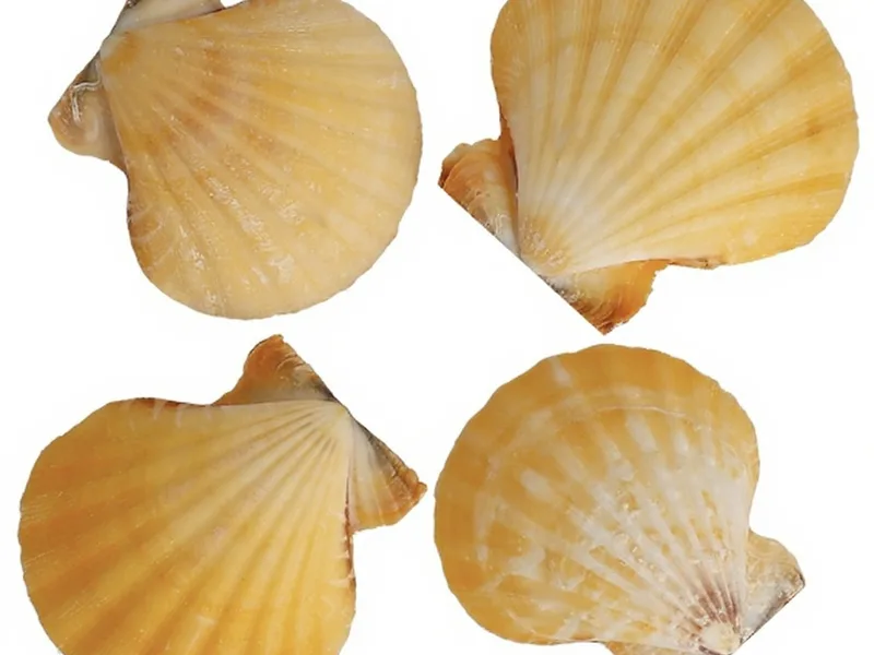 Manos creando manualidades con conchas de mar vexillium striatus orange para decoración costera.