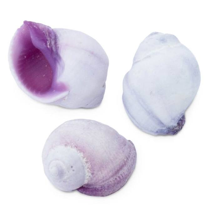 Caracolas cebu beauty