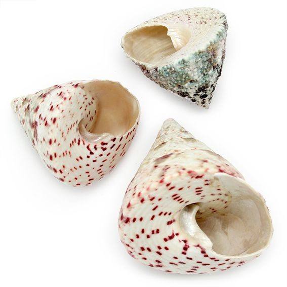 Caracolas de mar Troca Strawberry 1 kg