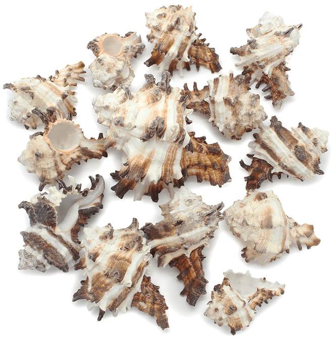 Caracolas marinas Murex Endivia 1 kg
