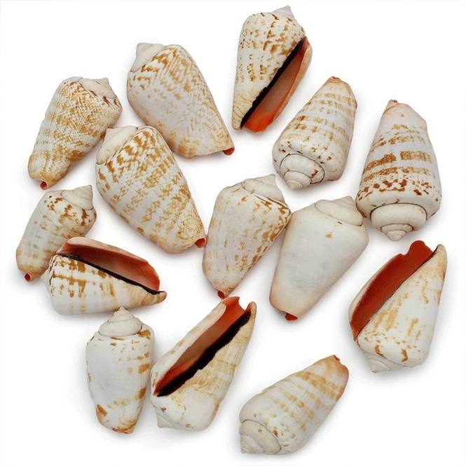 Caracolas marinas Strombus Luhuanus 1 kg