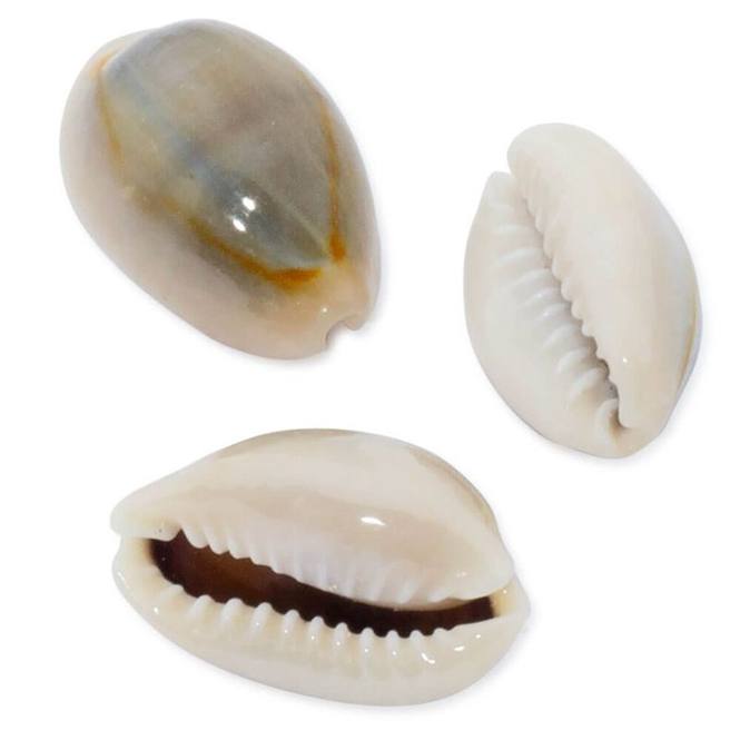 Caracolas mini cypraea annulus