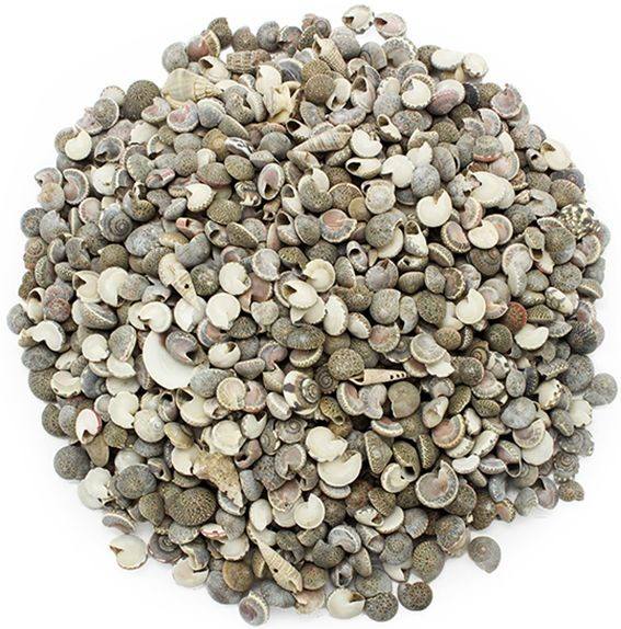 Caracolas mini Obba Natica Black 1 kg