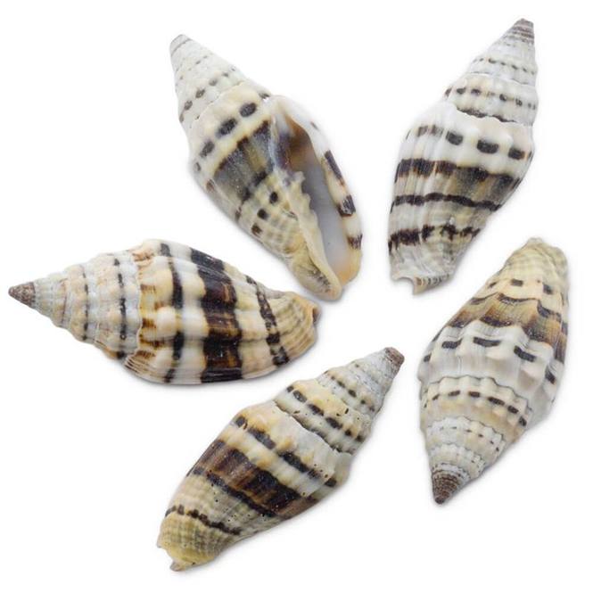 Caracolas mitra rugosa