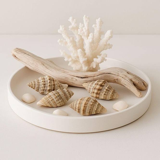 Caracolas mitra rugosa