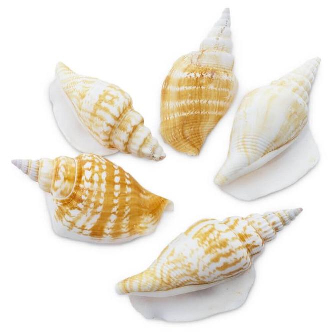 Caracolas strombus vitatus