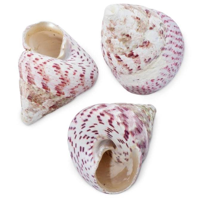 Caracolas troca strawberry rojo 3,5-5 CM