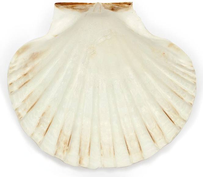 Concha de vieira iris scallop