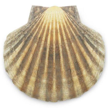 Concha marina natural