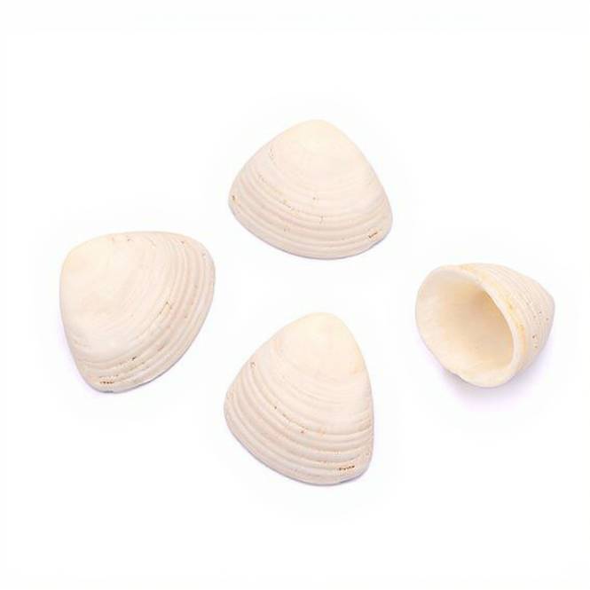 Concha marina tellina pequeña blanca 1 kg