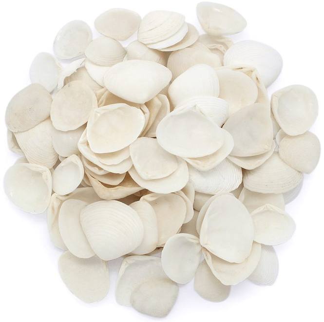 Concha marina tellina pequeña blanca 1 kg