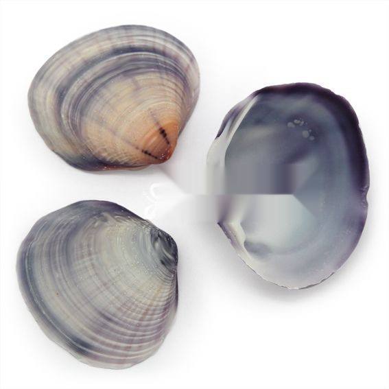 Conchas de mar purple clam 1 kg
