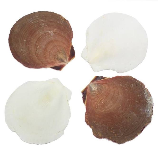 Conchas de mar sol y luna 1 kg