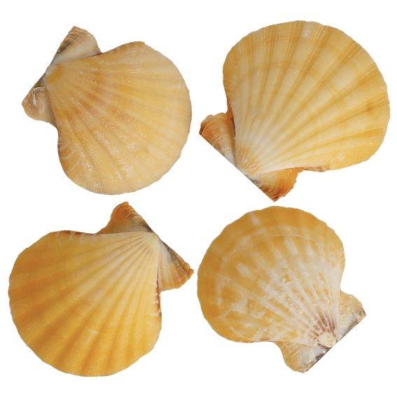 Conchas de mar vexillium striatus orange 1 kg
