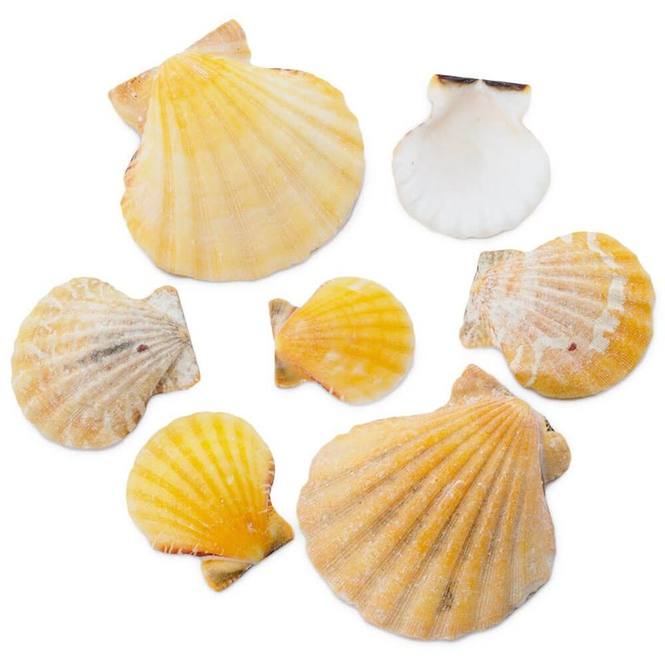 Conchas pecten vexillium orange 4-5 cm