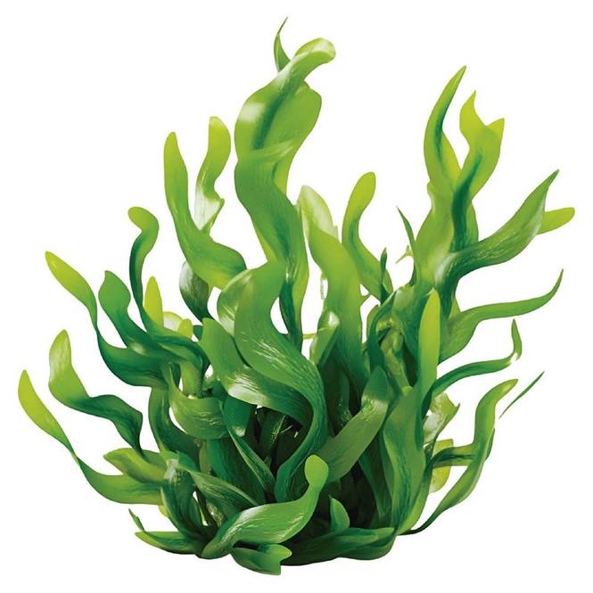 Esencia aromatica algas marinas