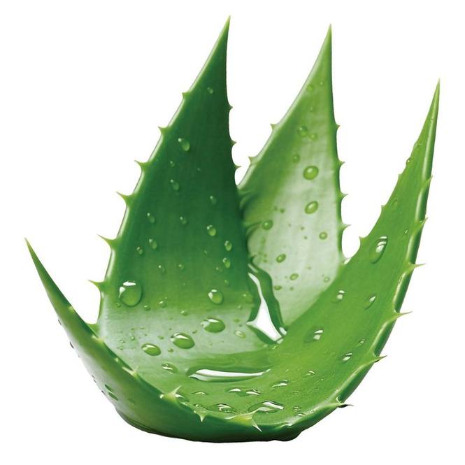 Esencia aromatica de aloe vera