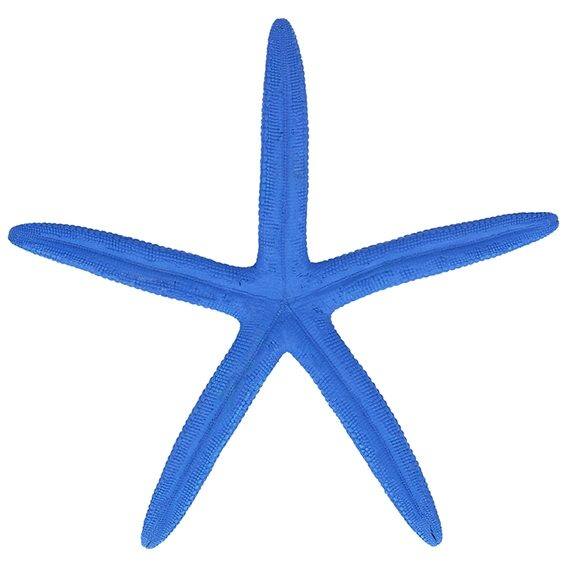 Estrella de mar albina azul 14- 16 cm