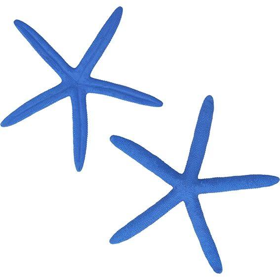 Estrella de mar albina azul 14- 16 cm