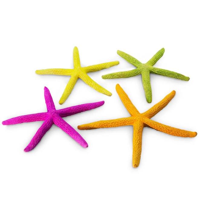 Estrella de mar albina colores 8-10 cm