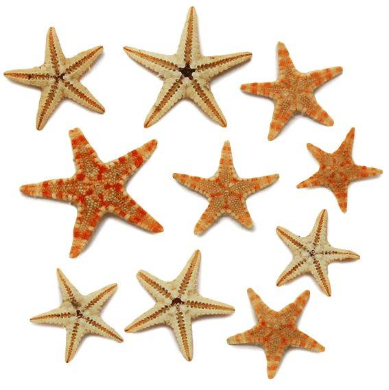 Estrella de mar filipina mini natural 0,5- 3,5 cm