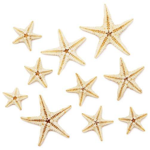 Estrella de mar filipina mini natural 0,5- 3,5 cm