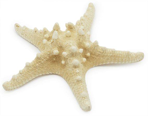 Estrella de mar horn 7,5 a 9 cm