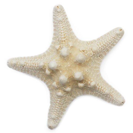 Estrella de mar horn 7,5 a 9 cm