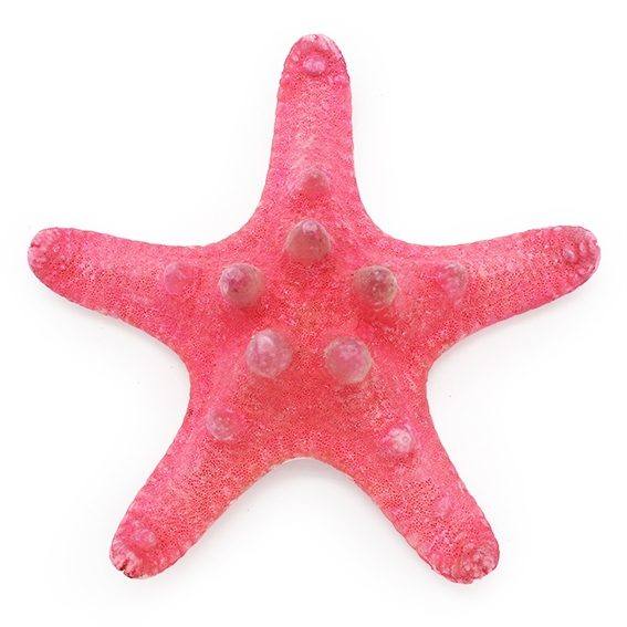 Estrella de mar horn roja 7-10 cm