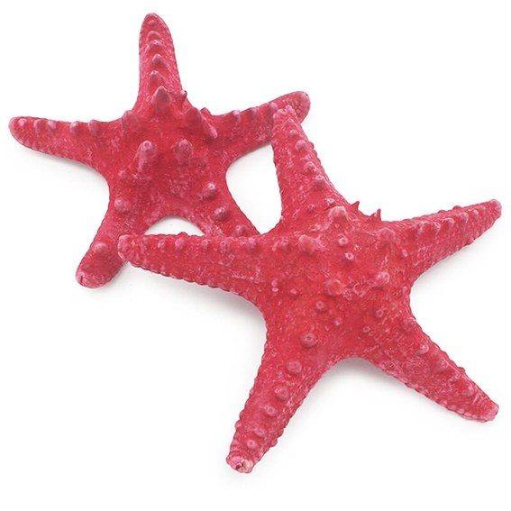 Estrella de mar horn roja 7-10 cm