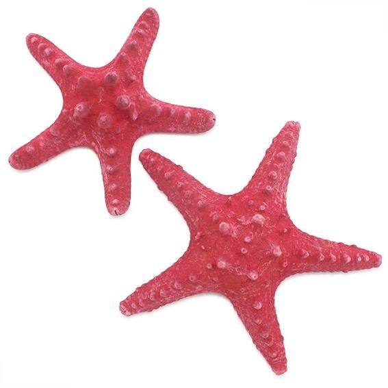 Estrella de mar horn roja 7-10 cm